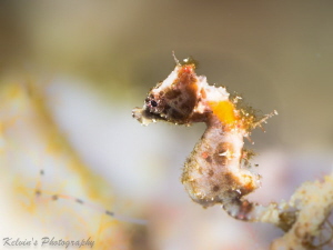 Severnsi pgymy seahorse by Kelvin H.y. Tan 